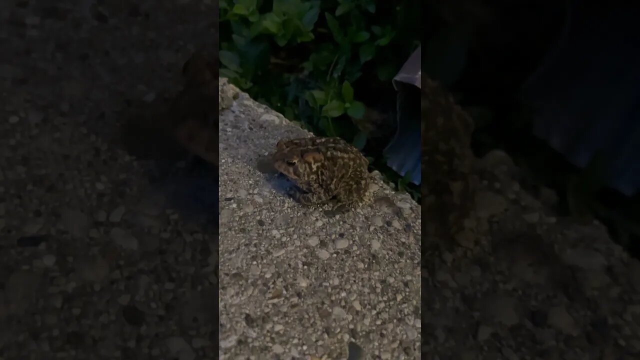 Slippy Toad Out And About Without Fox