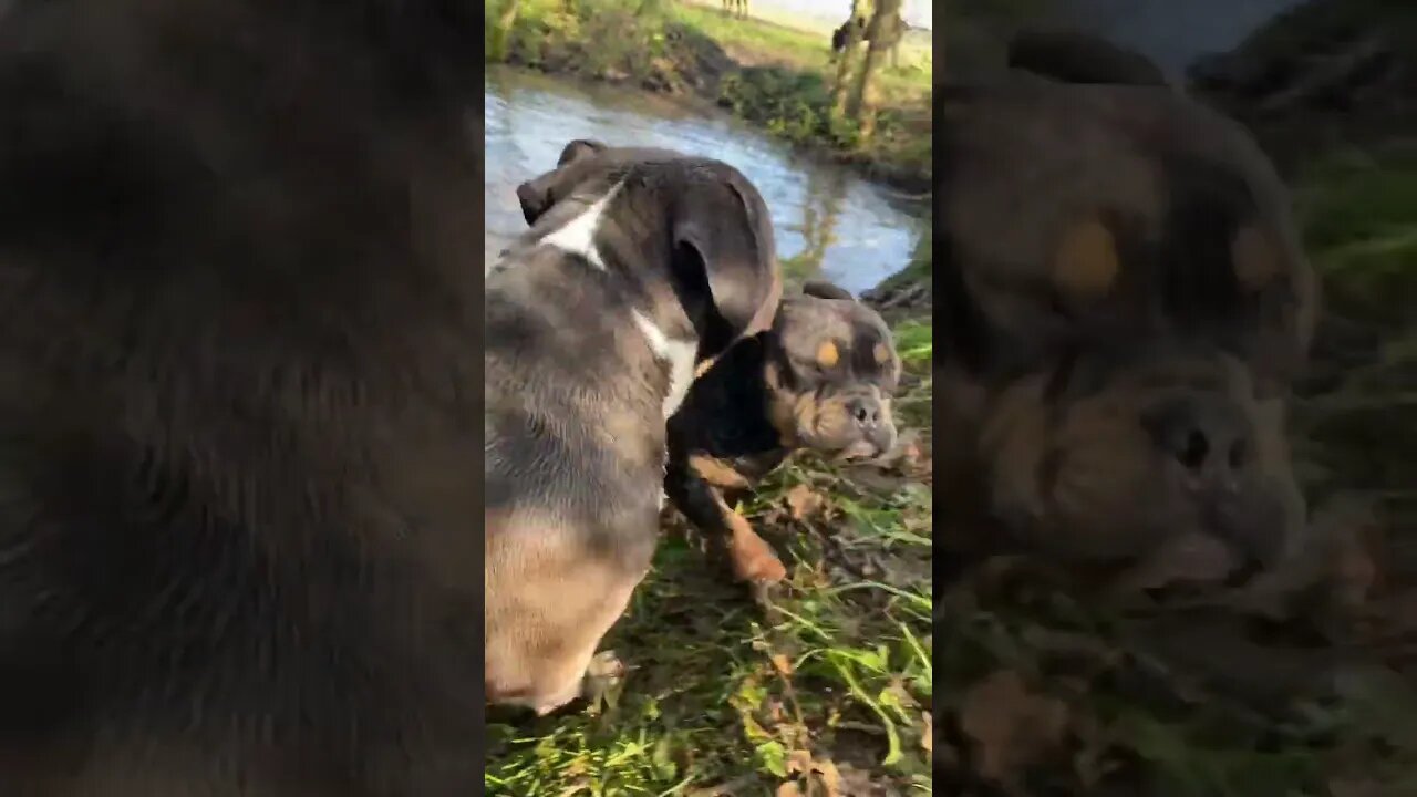 Nova loves to swim 🏊♂️ this is now proven #subscribe #dogs #foryou #viral #trending #dog #fyp