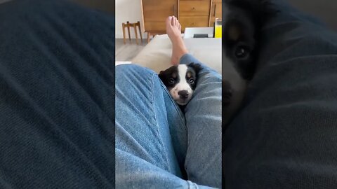 Cute Funny Dog -67