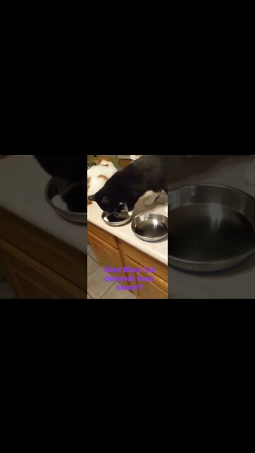Black Cat Demands food.