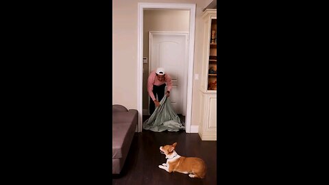 hide and seek games with pets