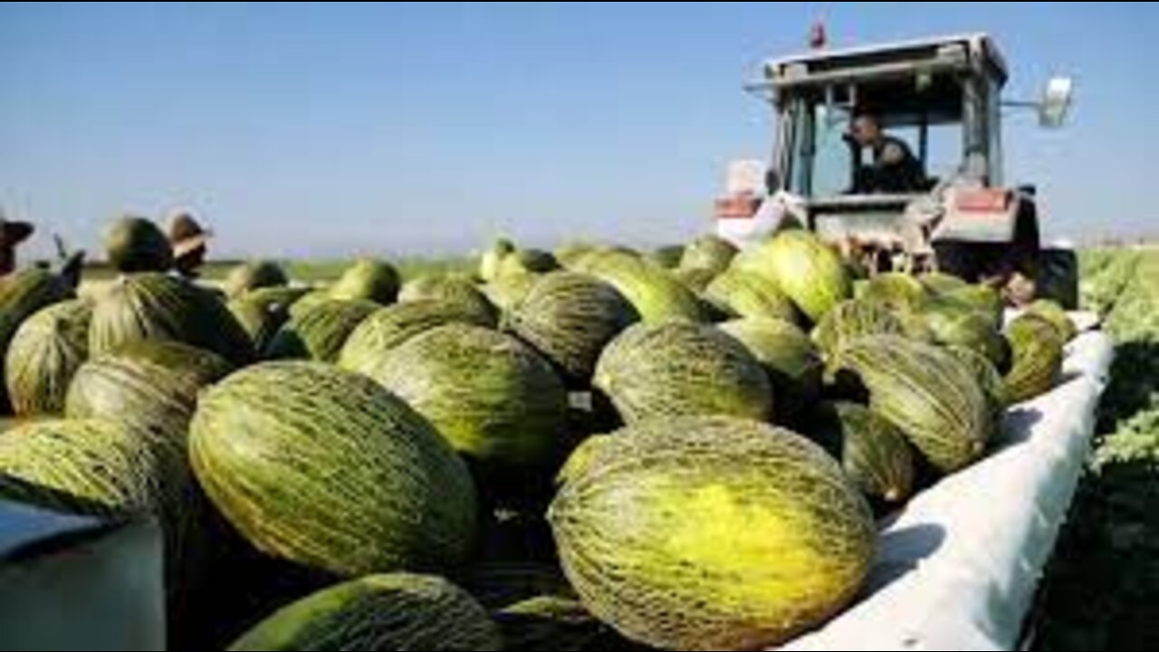 Amazing Agriculture Technology- Melon Cultivation and Harvesting - Santa Claus Melon,Cantaloupe