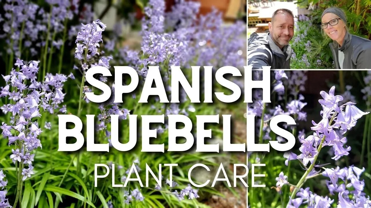 💙 Spanish Bluebells | Caring for Spanish Bluebells 💙