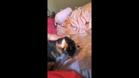 Cute cat likes to be pet.