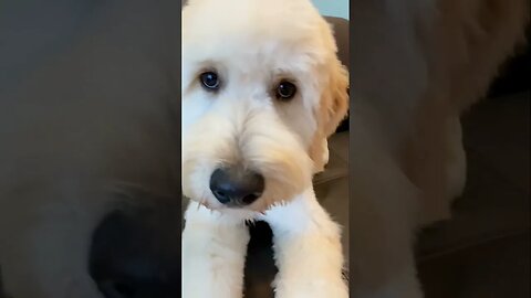 Crazy Doodle Transformation #grooming