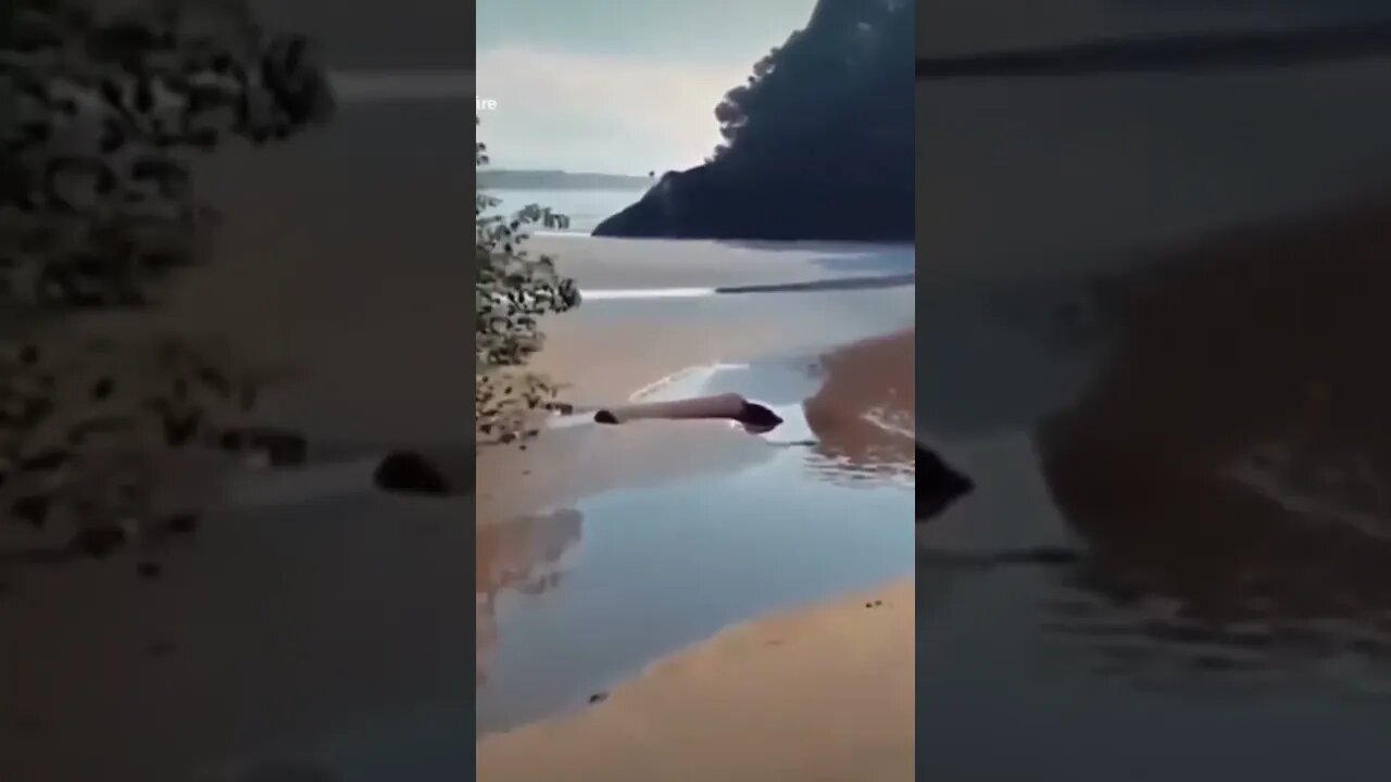 BABY DINOSAURS #lochnessmonster