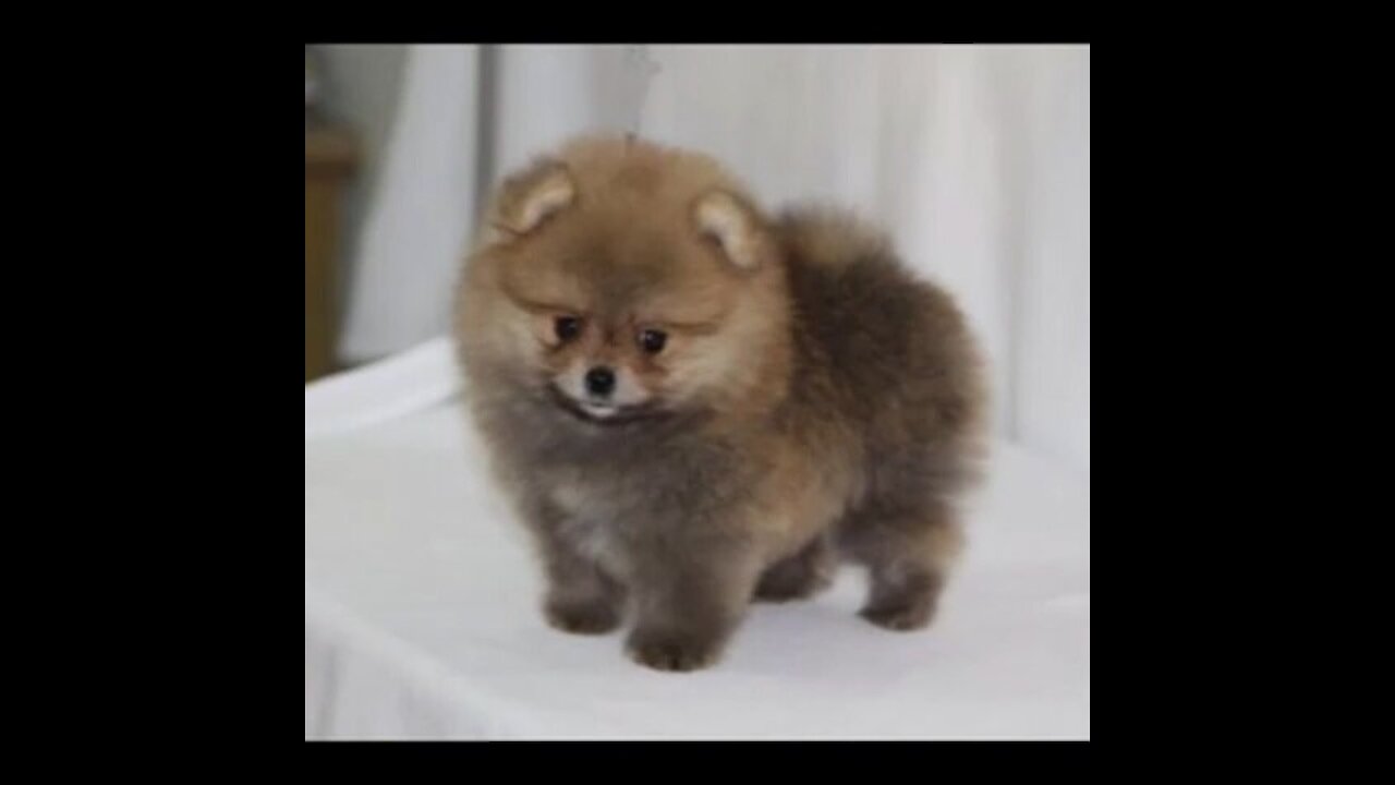 very fun and intelligent puppies.