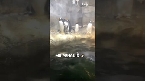 HELLO MR PENGUIN 🐧 #shorts #penguin #penguins #youtubeshorts #animallover