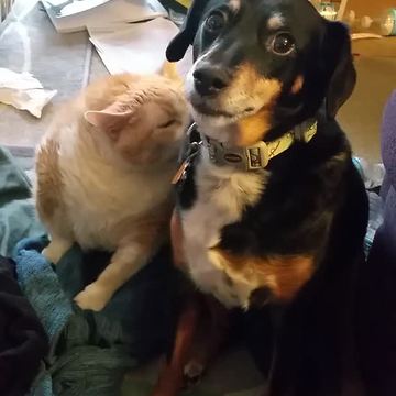 Adorable Cat Grooms A Dog