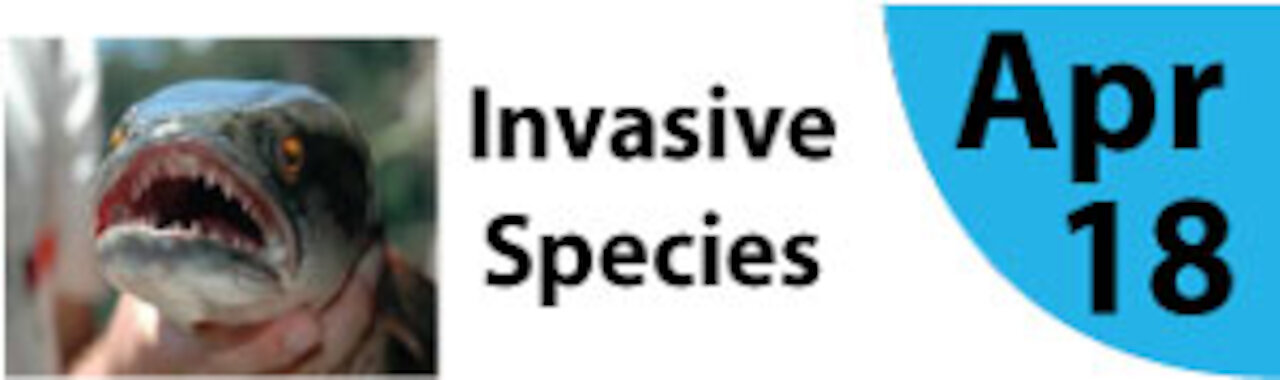 Invasion of the Resource Snatchers: Invasive Plants & Animals of the Cincinnati Region