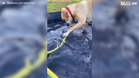 Ce chien maladroit passe par dessus le rebord de la piscine