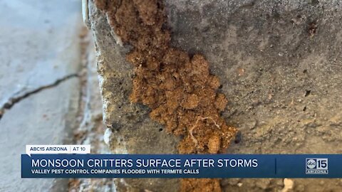 Pesky critters surface after monsoon storms