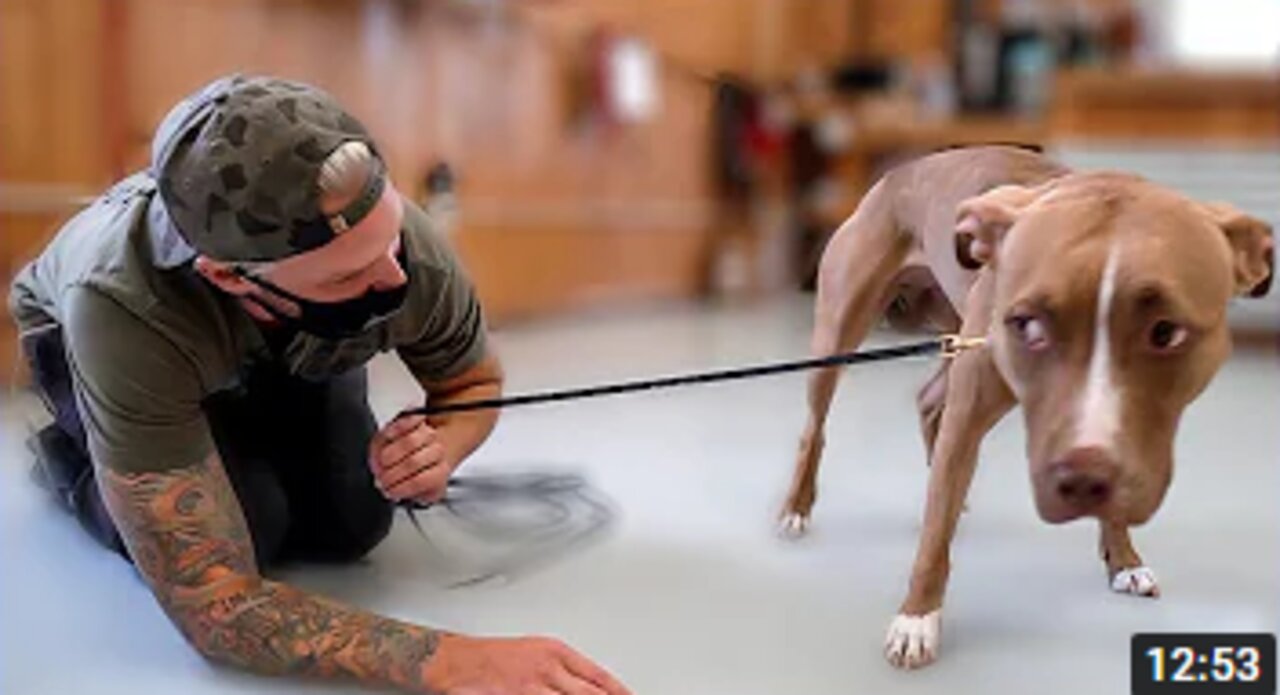 TERRIFIED PITBULL'S LIFE CHANGED AFTER THIS...