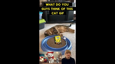 Cute Cat Gif
