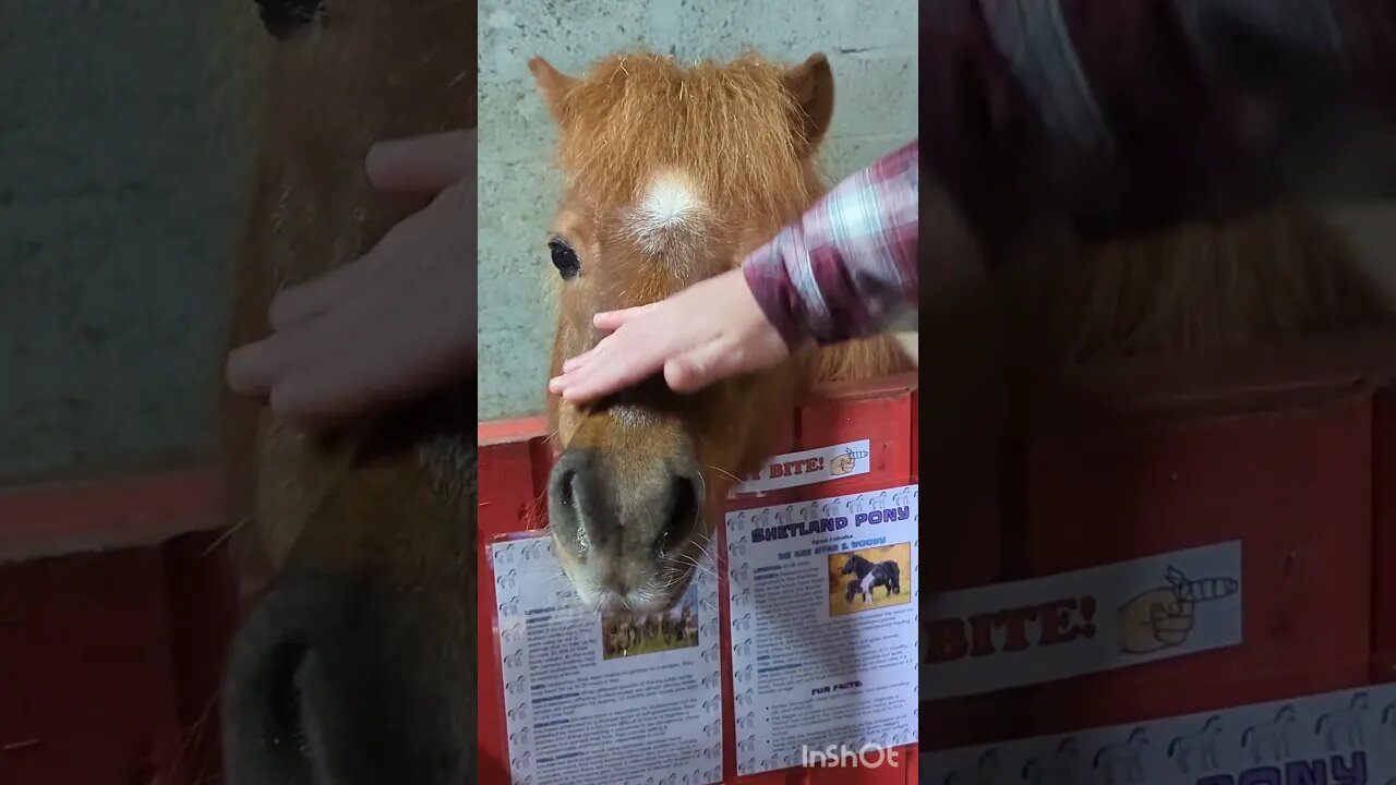 Cute Shetland pony