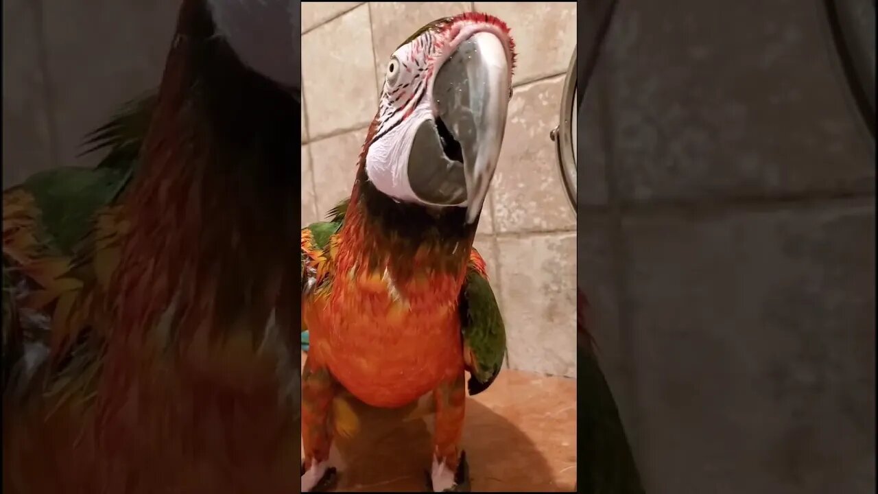 My Parrot Singing in the shower like No One is Watching!!!🎵🤣