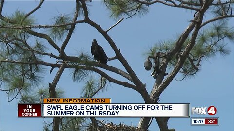 Southwest Florida Eagle Cam going down for the summer