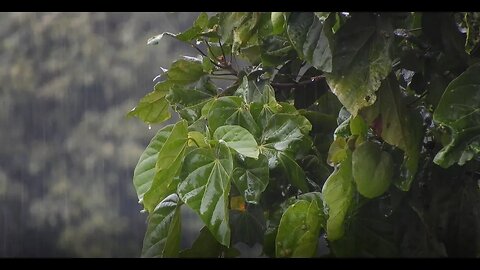 最佳放鬆雷雨聲，樹林自然白噪音放鬆睡眠音樂雷雨聲，白噪音，PTSD，asmr，雷暴，學習，工作，冥想，失眠，催眠，雨聲入睡，【sleeping rain sounds】2023