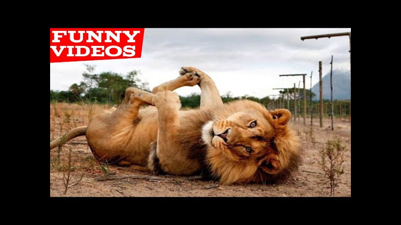 The funniest animals of all time are featured in the best funny animal videos of the year