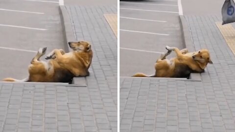 Dog Shows You Don't Need A Gym Membership To Exercise