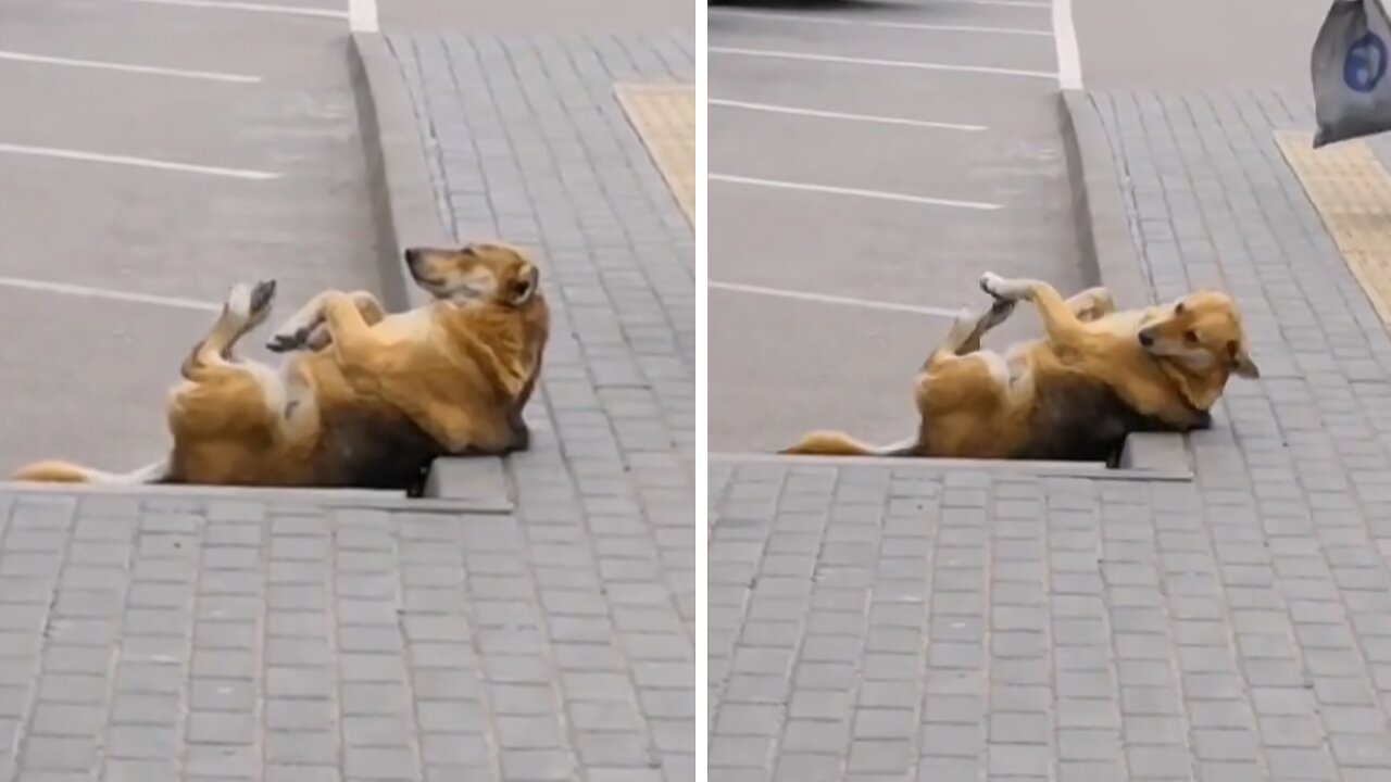 Dog Shows You Don't Need A Gym Membership To Exercise