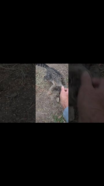 Good Morning Skippy, he is better now after having a tick