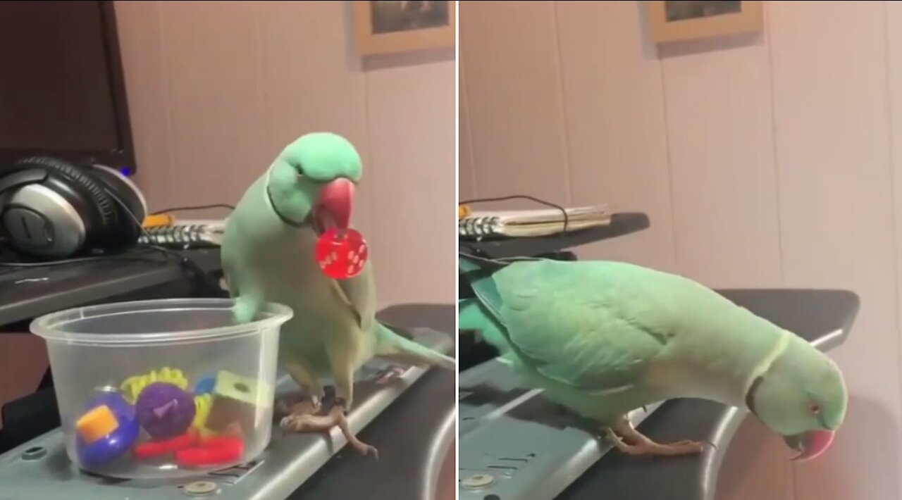 Parrot carries small accessories perfectly