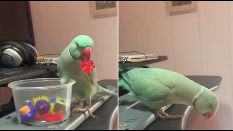 Parrot carries small accessories perfectly