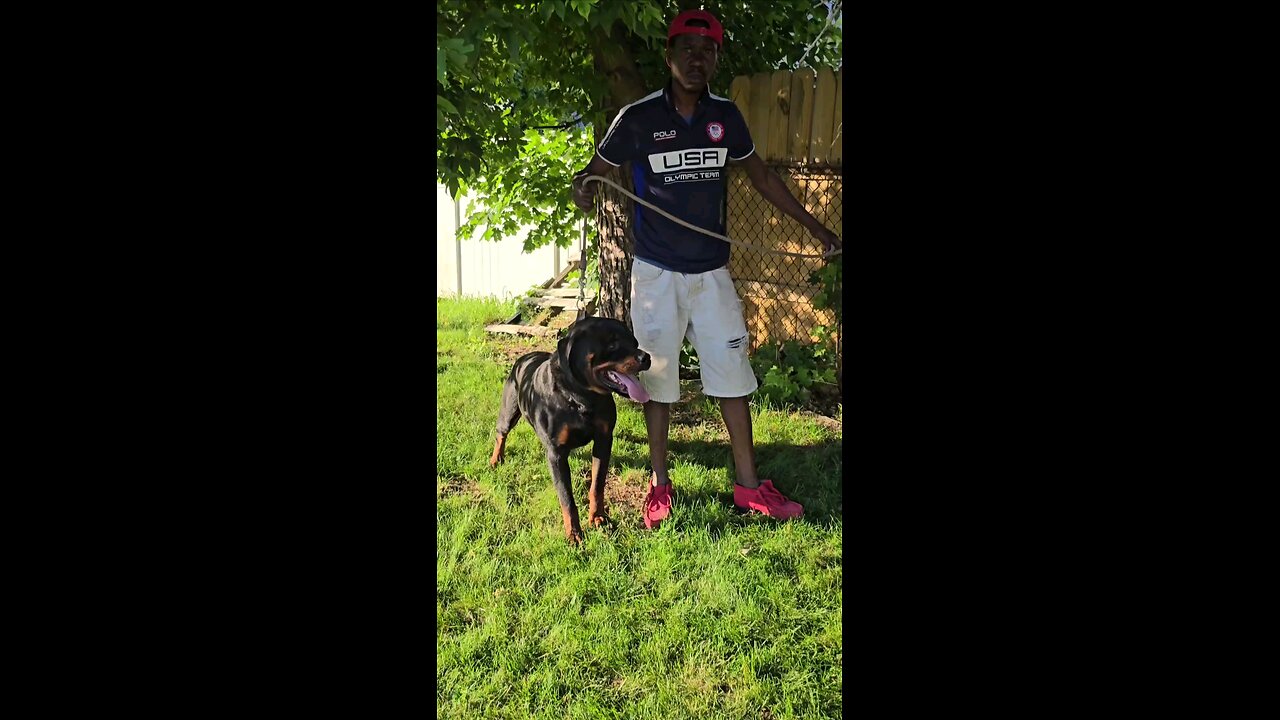 Male rottweiler