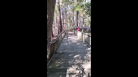 Okefenokee Swamp Halloween Time