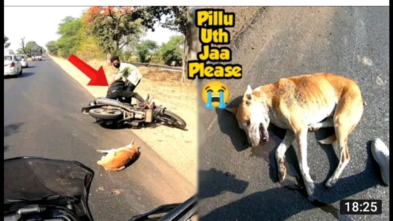 Dog Accident /Accident by 🐩🐩a Street Dog in Karanja Junction videos 2022🦮🦮