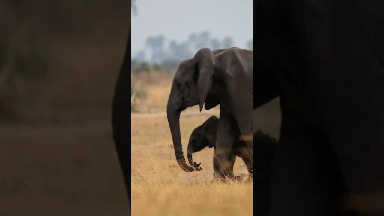 Nature Horizons Tours Botswana - Okavango Delta Safari