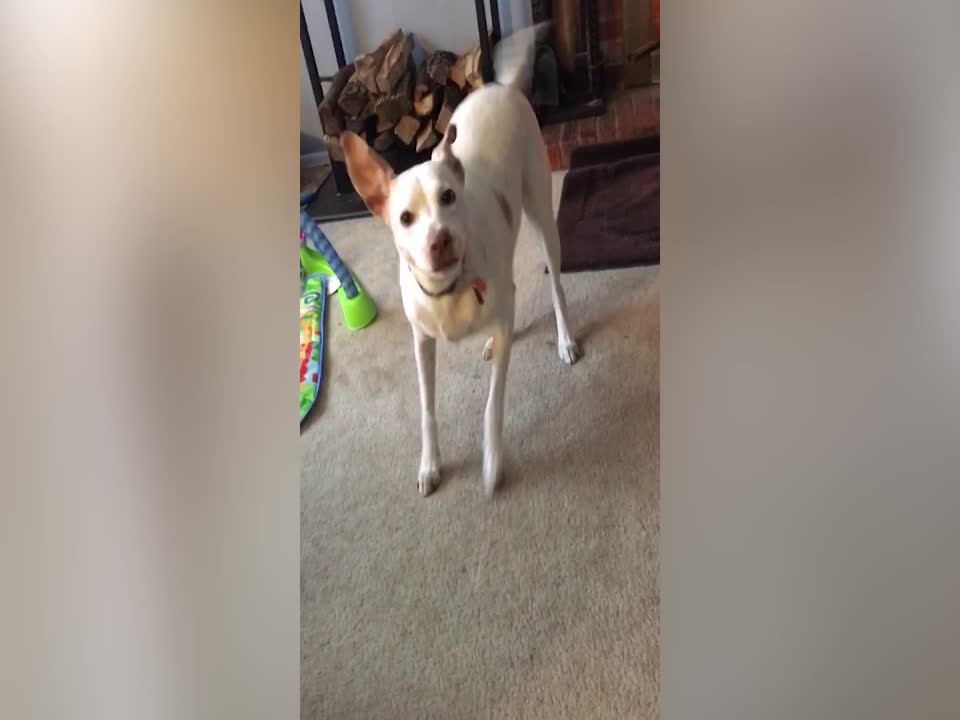 OMG, this Dog won't Walk Past a Cat to get his Bone