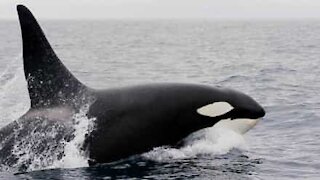 Incontro mortale tra un'orca e i leoni marini