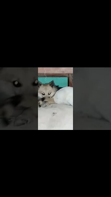 #shorts# funny cats and cute!!!🤣🤣🤣🐈#funny cats,funny,cats,cute cats,funny cat videos,funny cat#