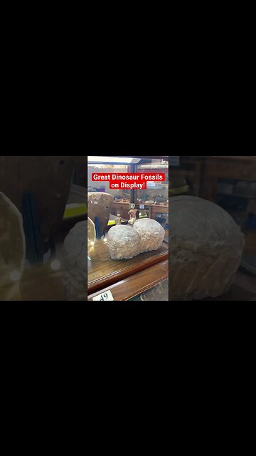Great Dinosaur Fossils On Display! #viral #dinosaur #fossil #jurassic #monster #eggs #teeth