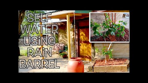 Homemade Self Water Garden Container Attached to Rain Barrel for our Grapes | Weekly Peek Ep44