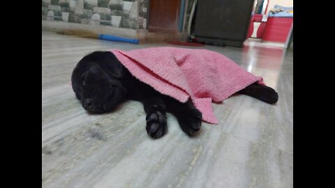 Black labrador puppy playing with toy in her bed... very cute and funny