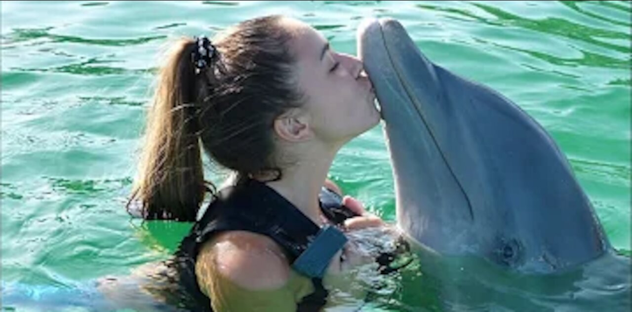 Best of Dubai Dolphin Show at Dubai 2021-Swim With Dolphins in Dubai