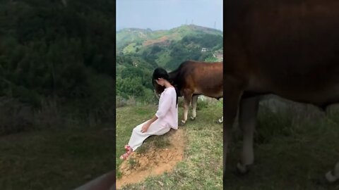 Countryside Girl In China Is Hanging Out With Her Pet Cow