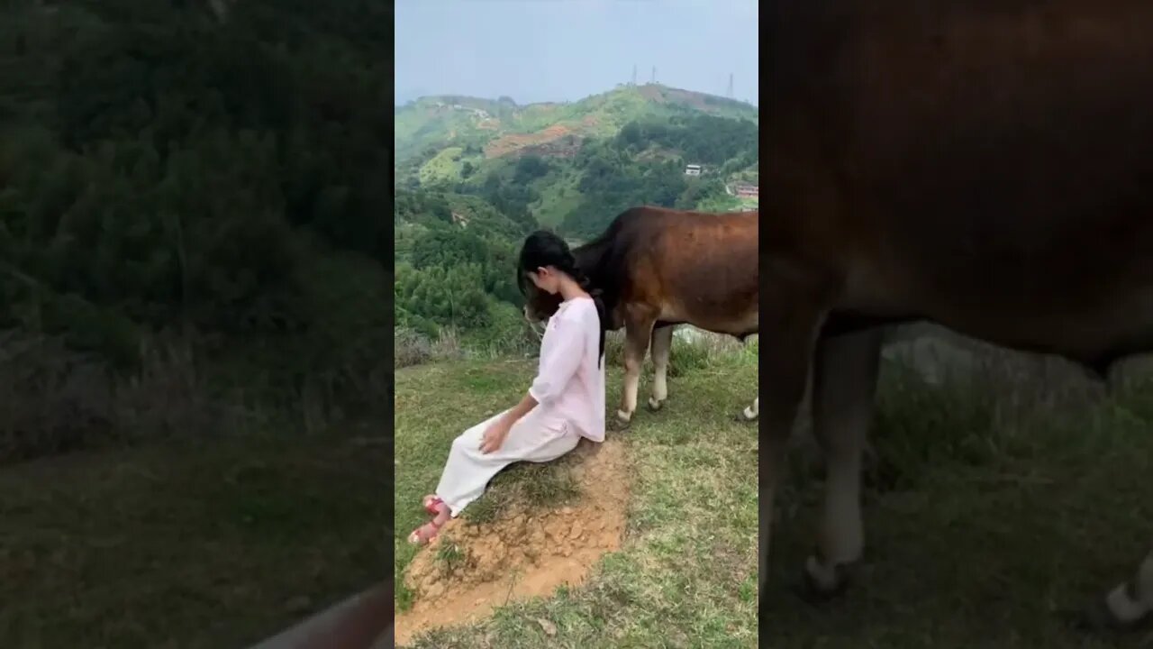 Countryside Girl In China Is Hanging Out With Her Pet Cow