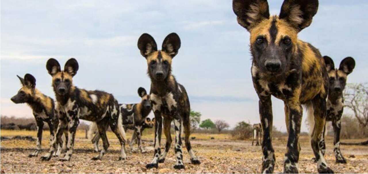 Curious Wild Dogs In the Middle of the Road, One has to wait till they are off the road