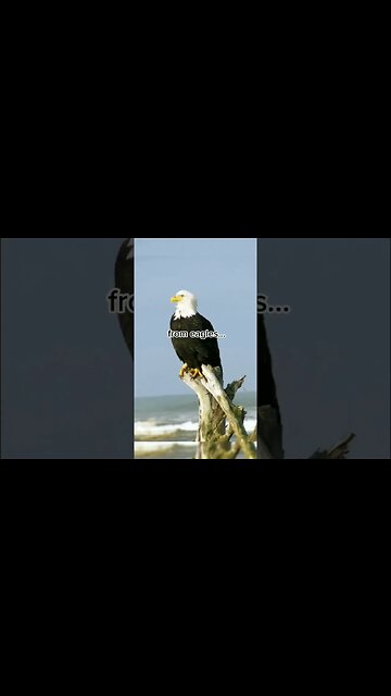 How Humans Could Have Evolved Differently #shorts