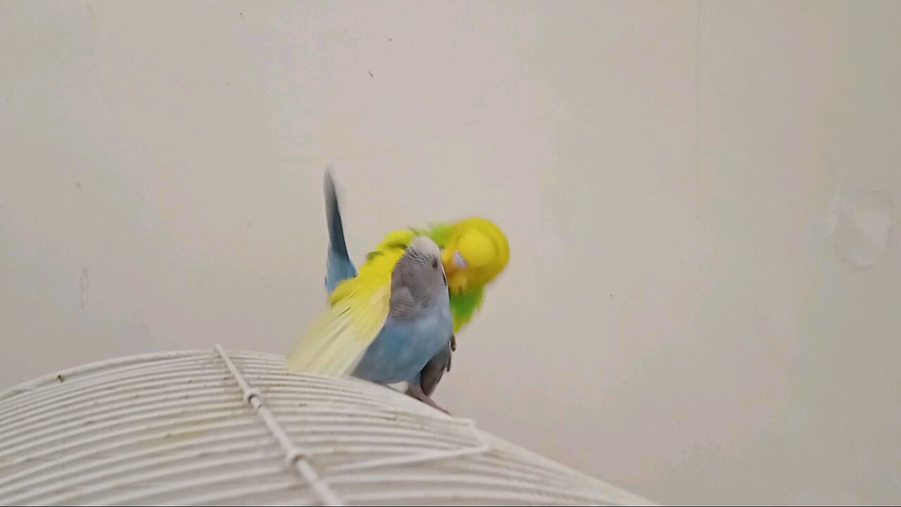 Budgies Mating