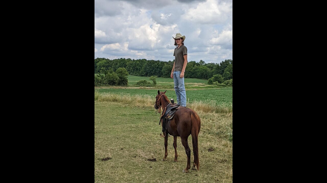 Bella the Chestnut Mare - Sale Video posted 6 Aug 2022