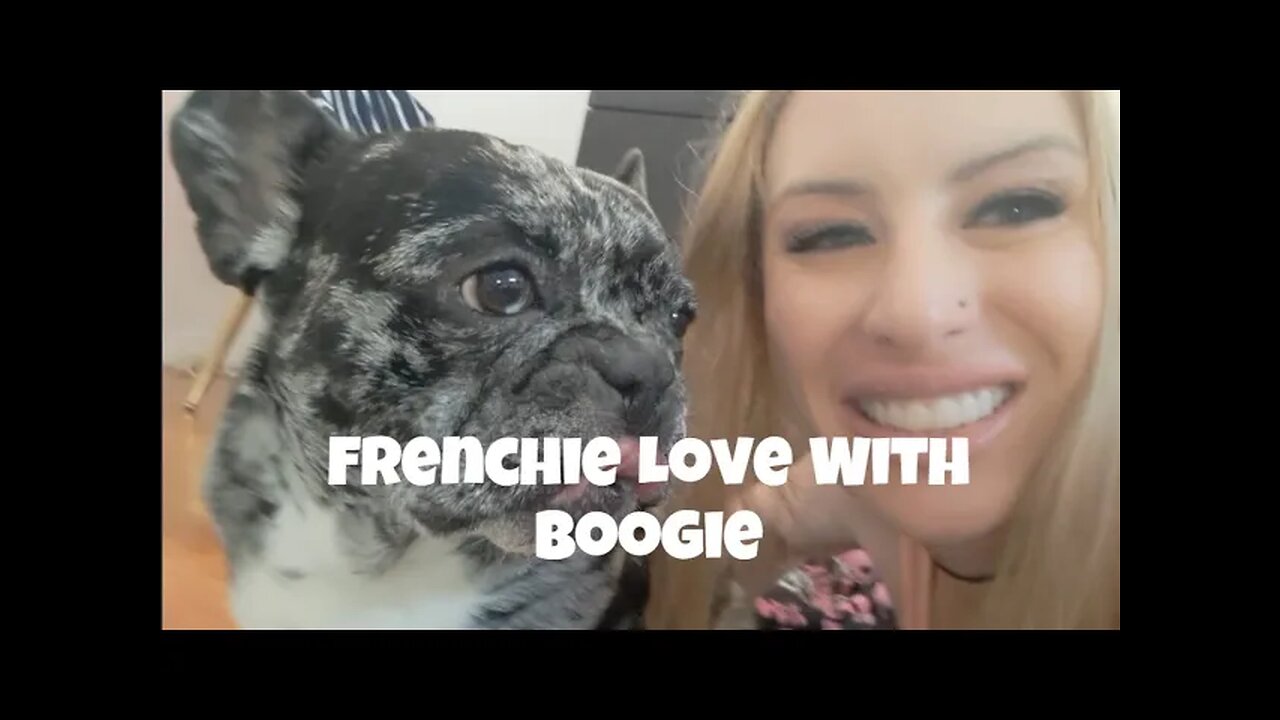 Boogie The Frenchie! Frenchie Loves!