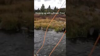 Brown Trout Disappearing Act
