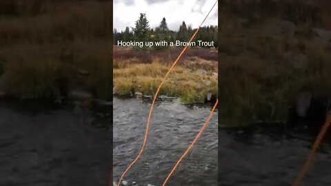 Brown Trout Disappearing Act