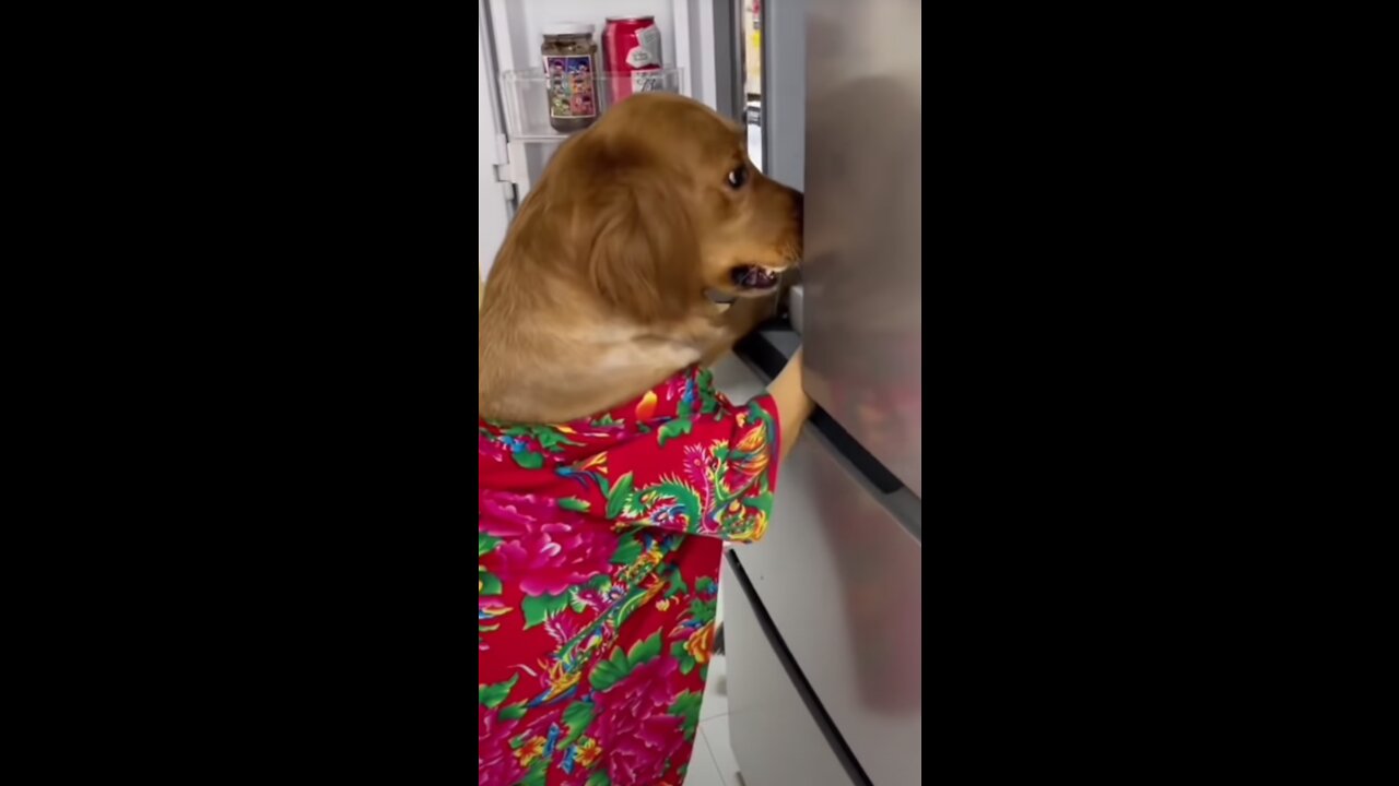 Dog caught on camera