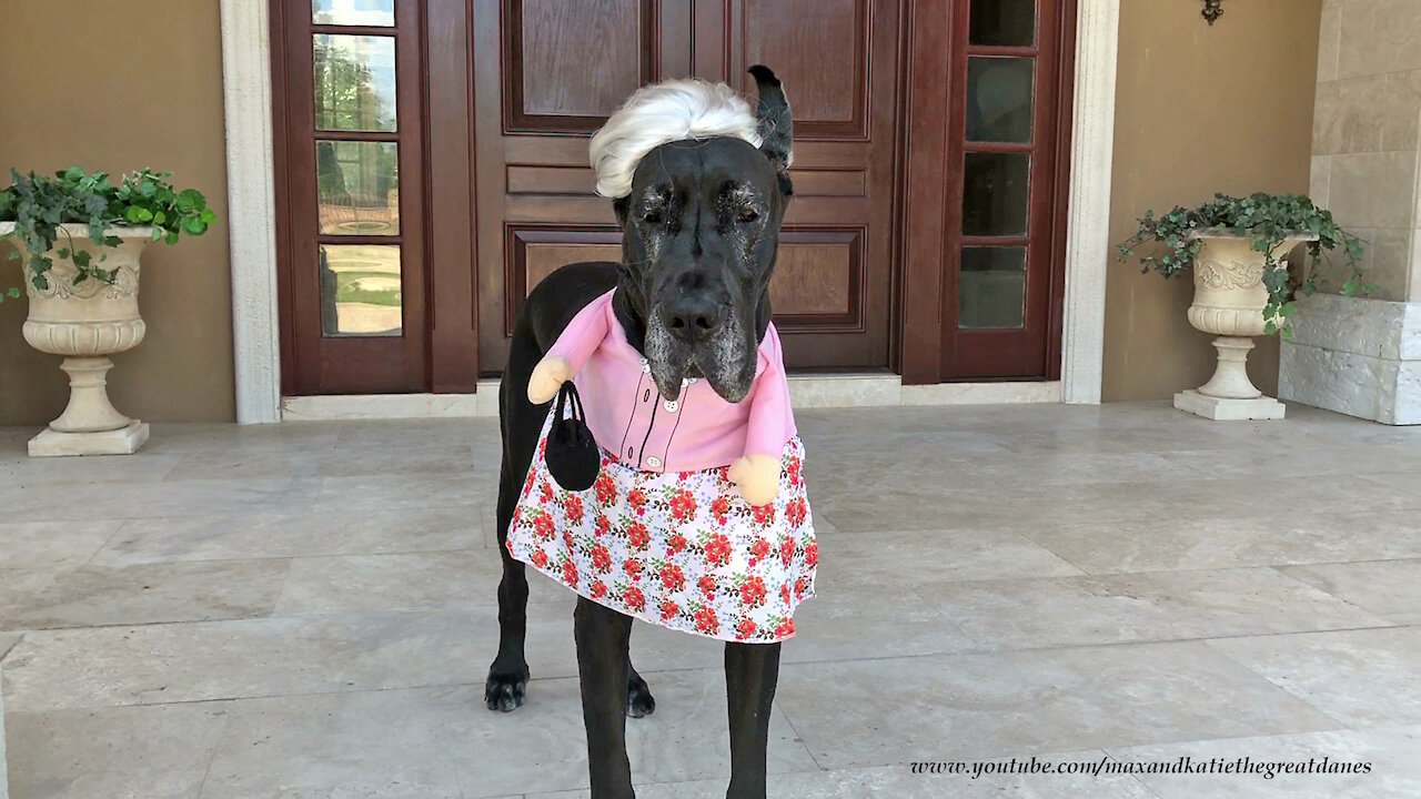 Great Dane models her grannie Halloween costume